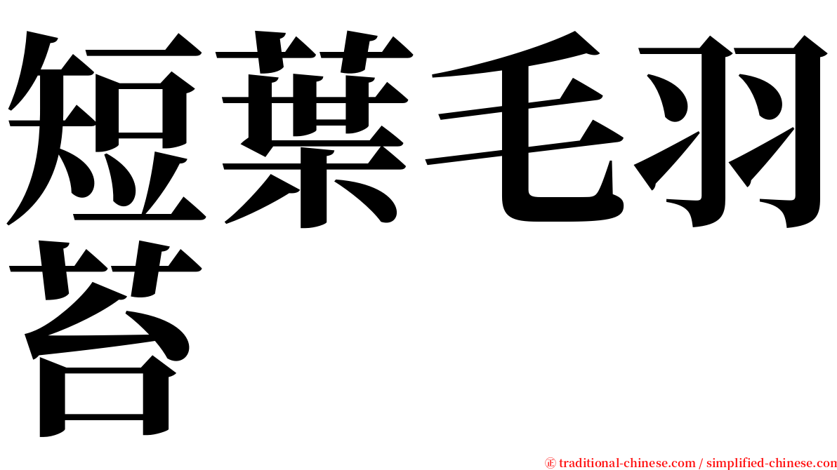 短葉毛羽苔 serif font
