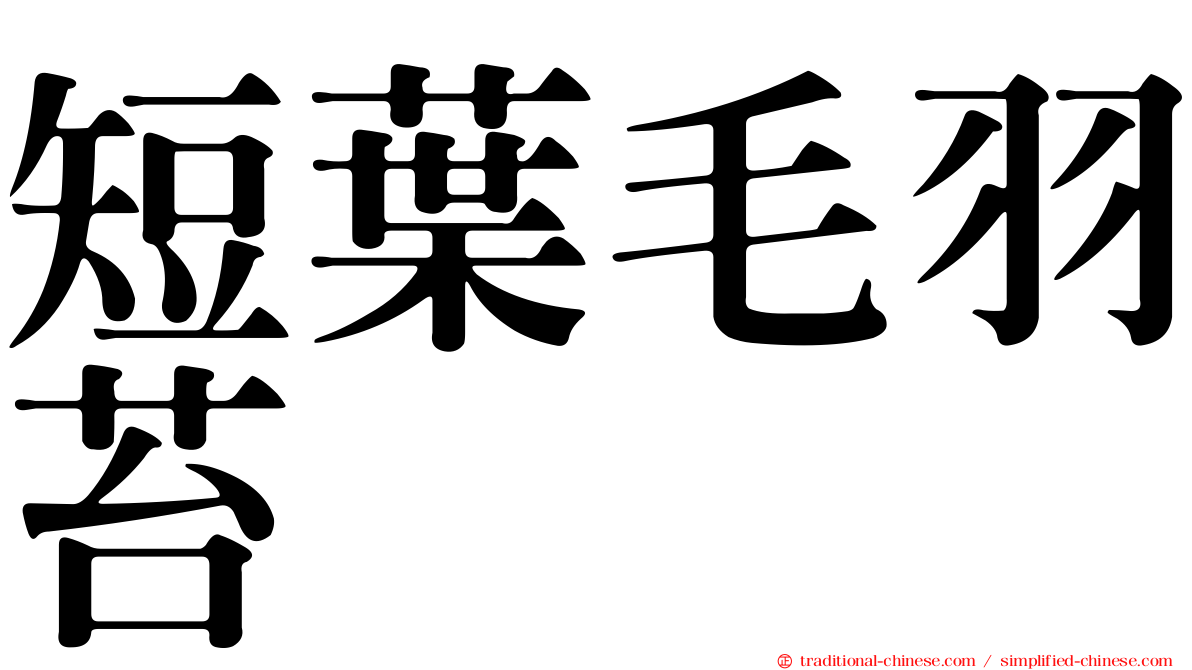 短葉毛羽苔