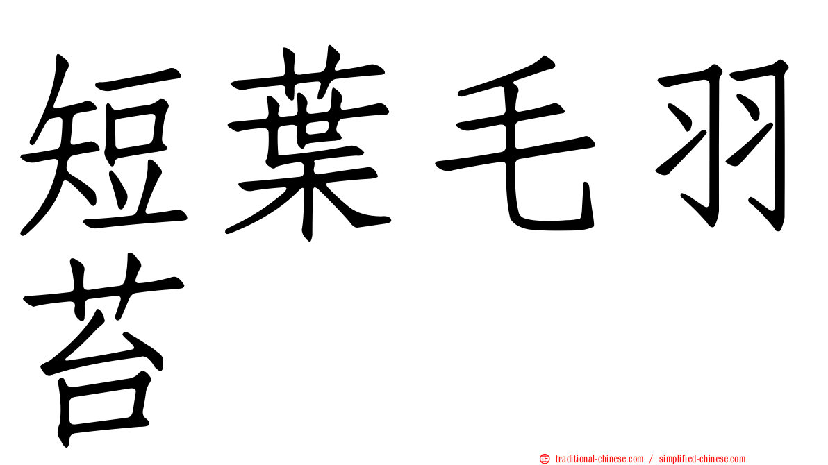 短葉毛羽苔
