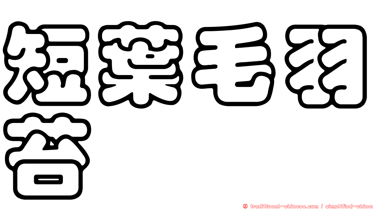 短葉毛羽苔