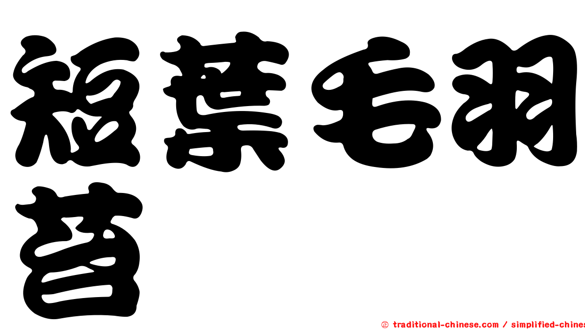 短葉毛羽苔