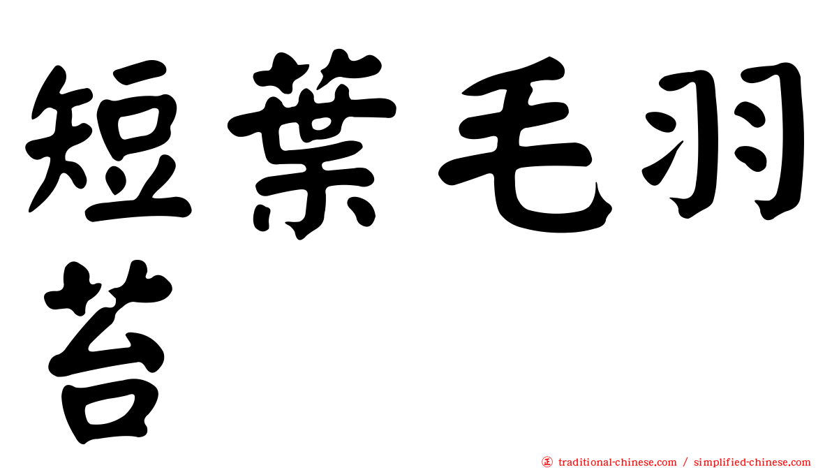 短葉毛羽苔