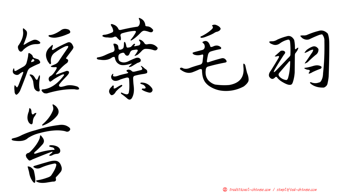 短葉毛羽苔