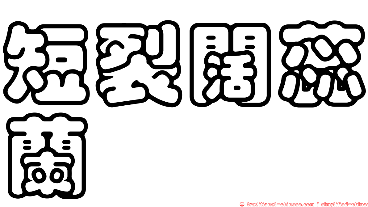 短裂闊蕊蘭