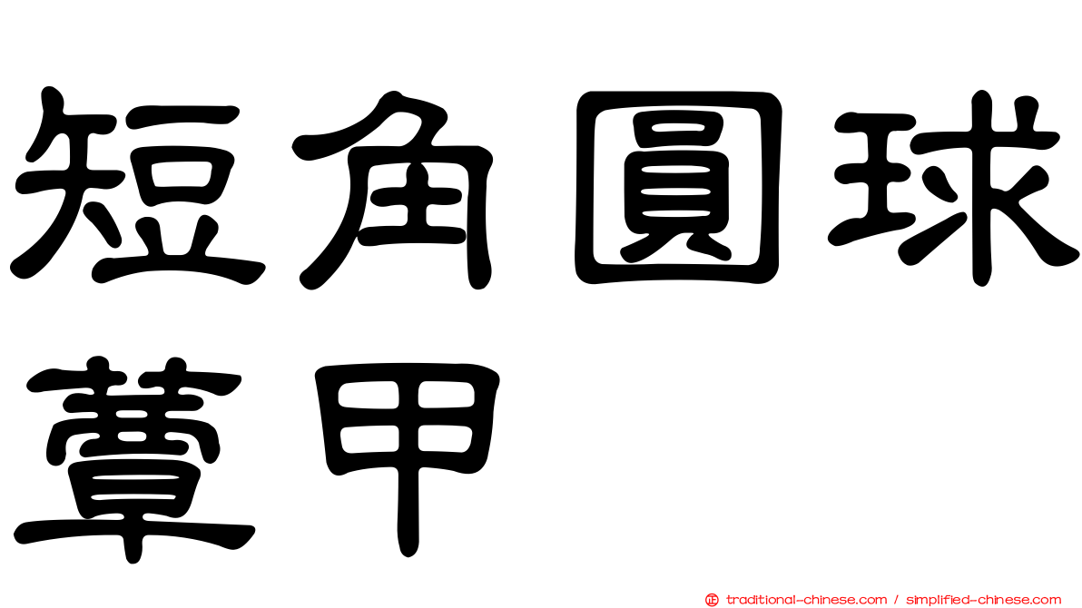 短角圓球蕈甲