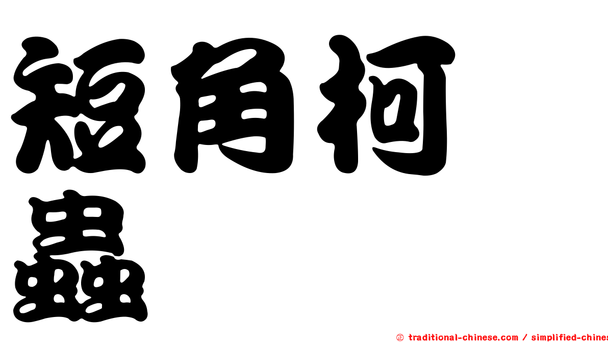 短角柯嚙蟲