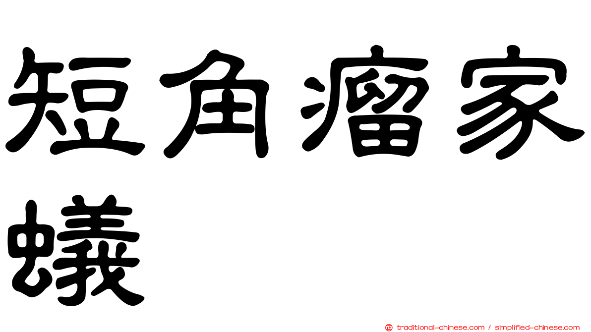 短角瘤家蟻