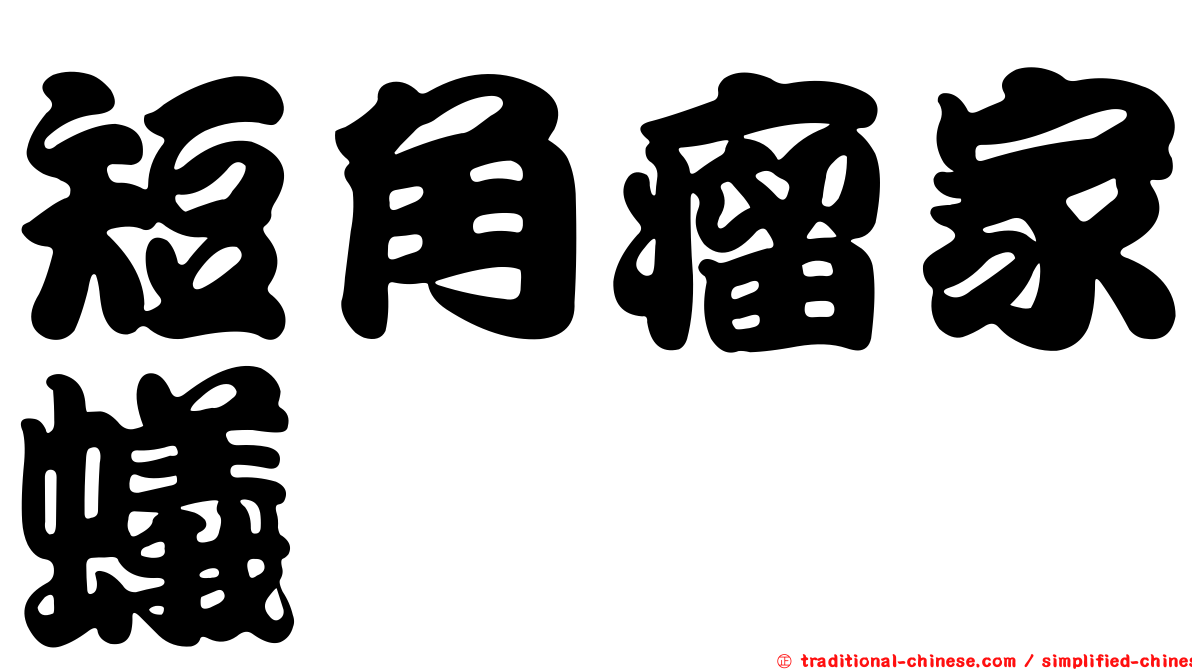 短角瘤家蟻
