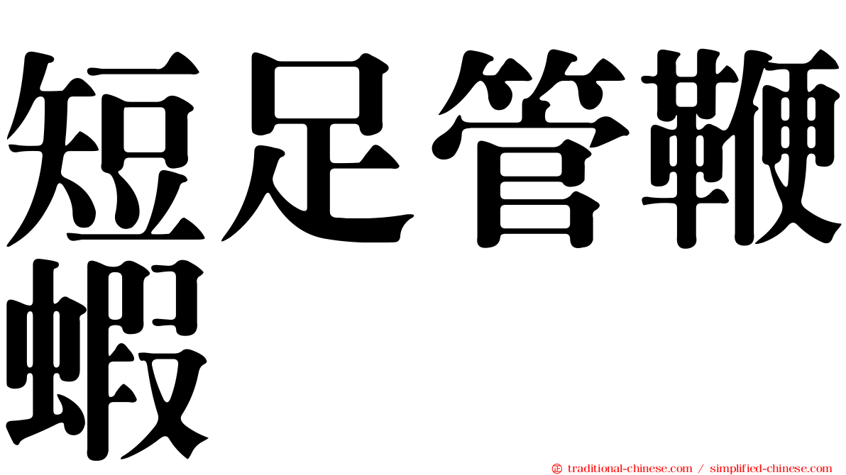 短足管鞭蝦