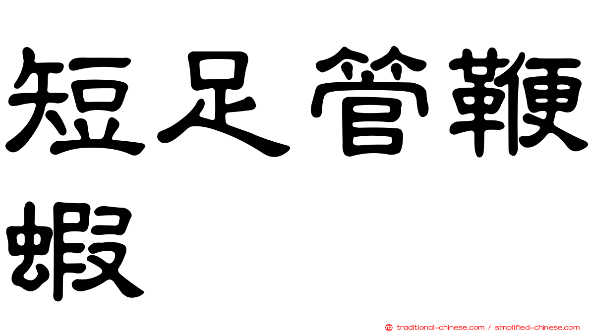 短足管鞭蝦