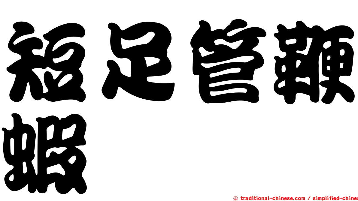 短足管鞭蝦