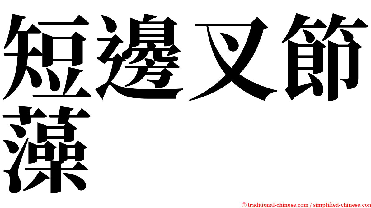 短邊叉節藻 serif font