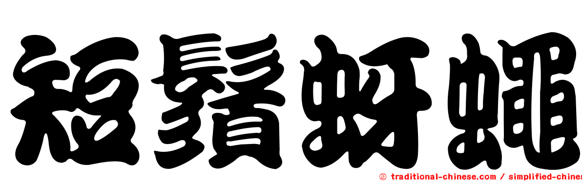 短鬚蚜蠅