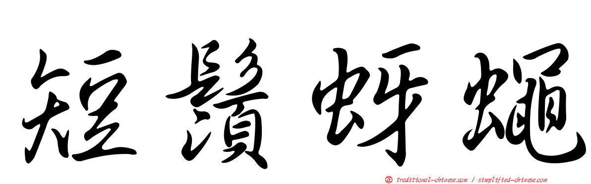 短鬚蚜蠅