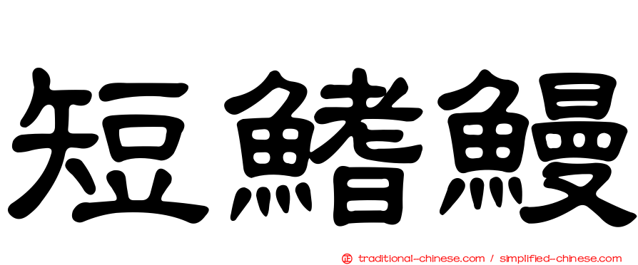 短鰭鰻