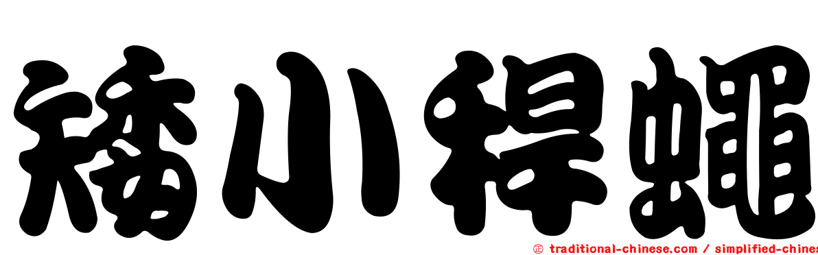 矮小稈蠅