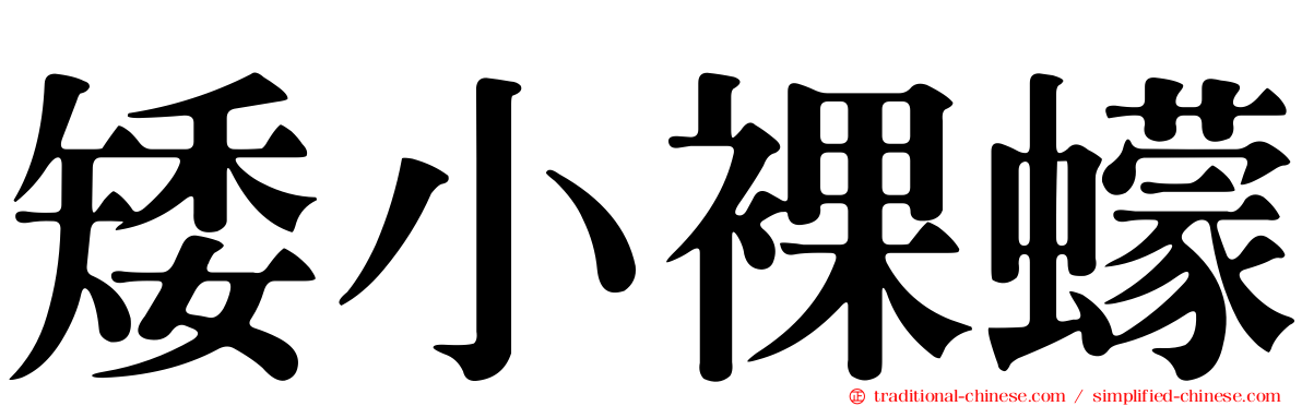 矮小裸蠓