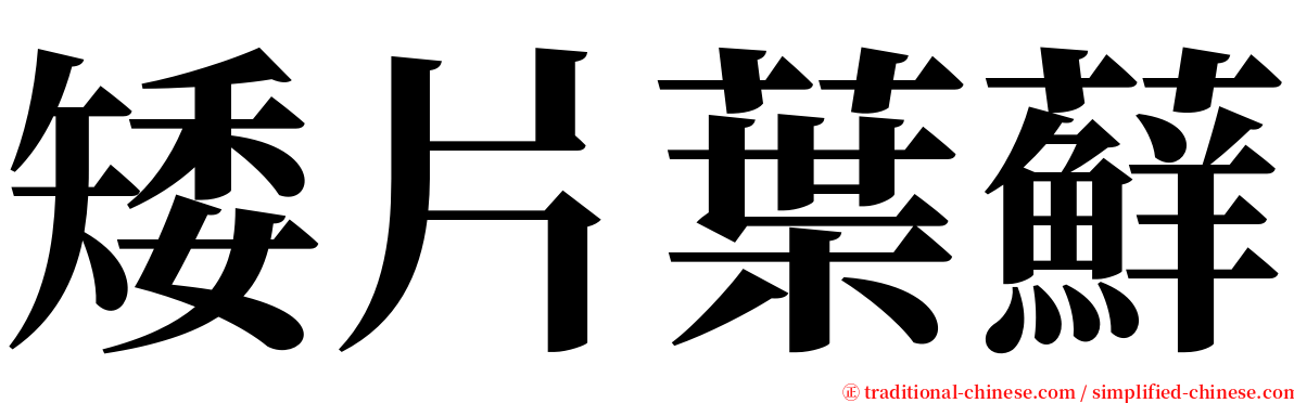 矮片葉蘚 serif font