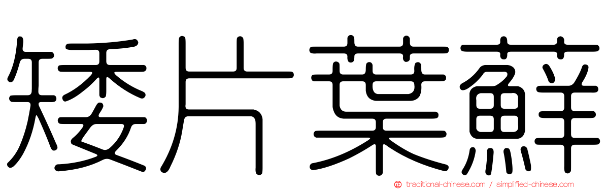 矮片葉蘚