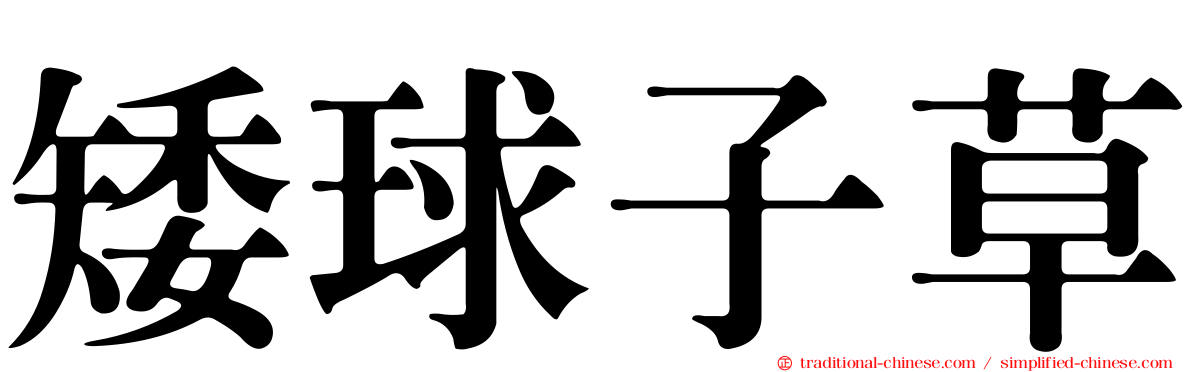 矮球子草