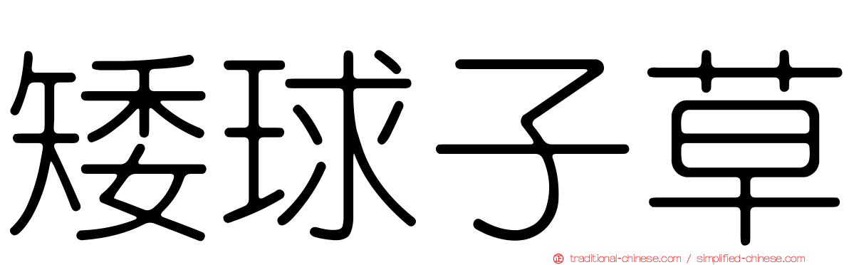矮球子草