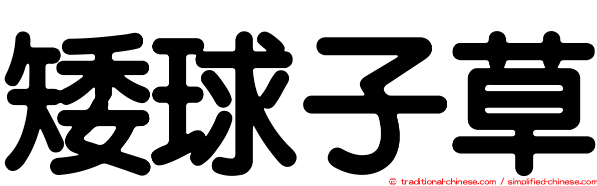 矮球子草