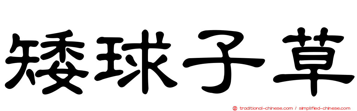 矮球子草