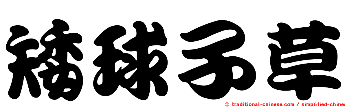 矮球子草