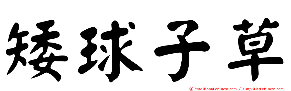 矮球子草
