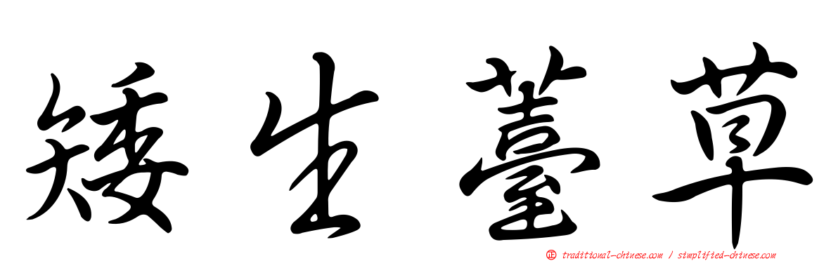 矮生薹草