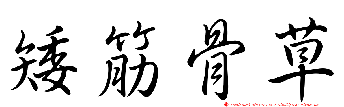 矮筋骨草