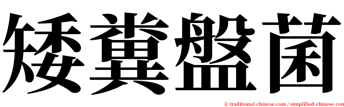 矮糞盤菌 serif font