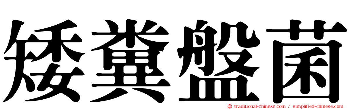 矮糞盤菌