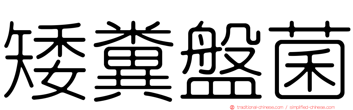 矮糞盤菌