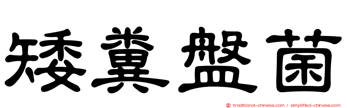 矮糞盤菌
