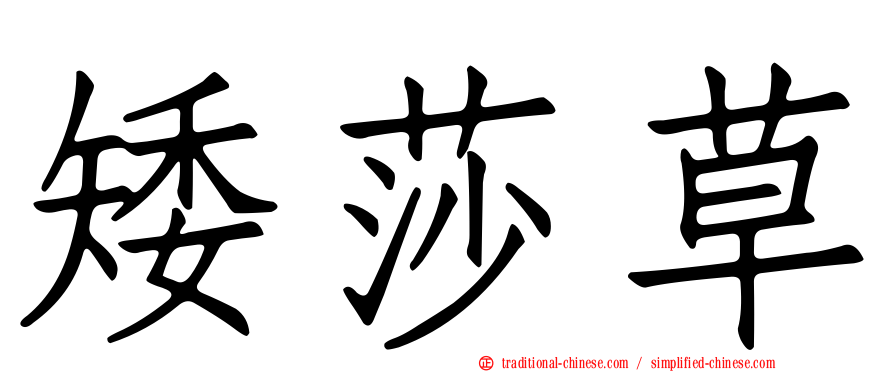 矮莎草
