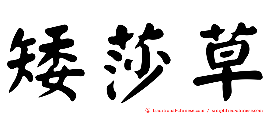 矮莎草