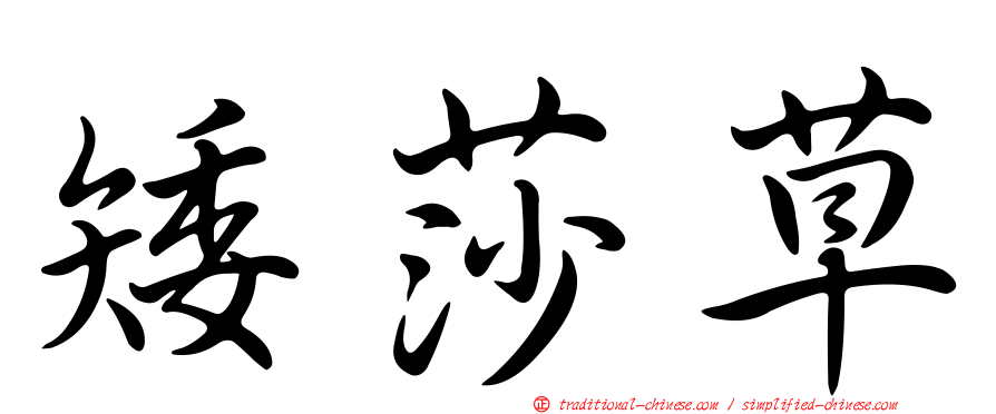 矮莎草