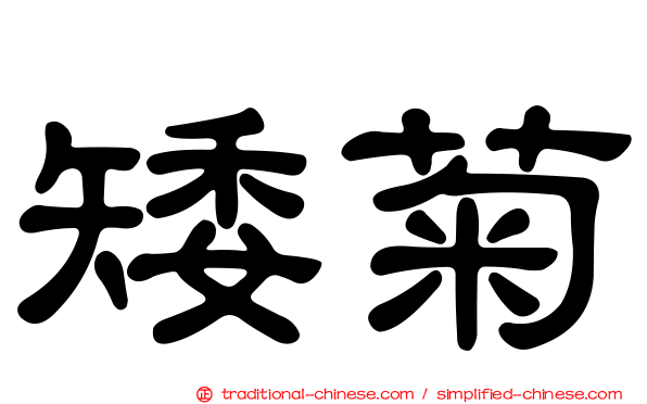 矮菊