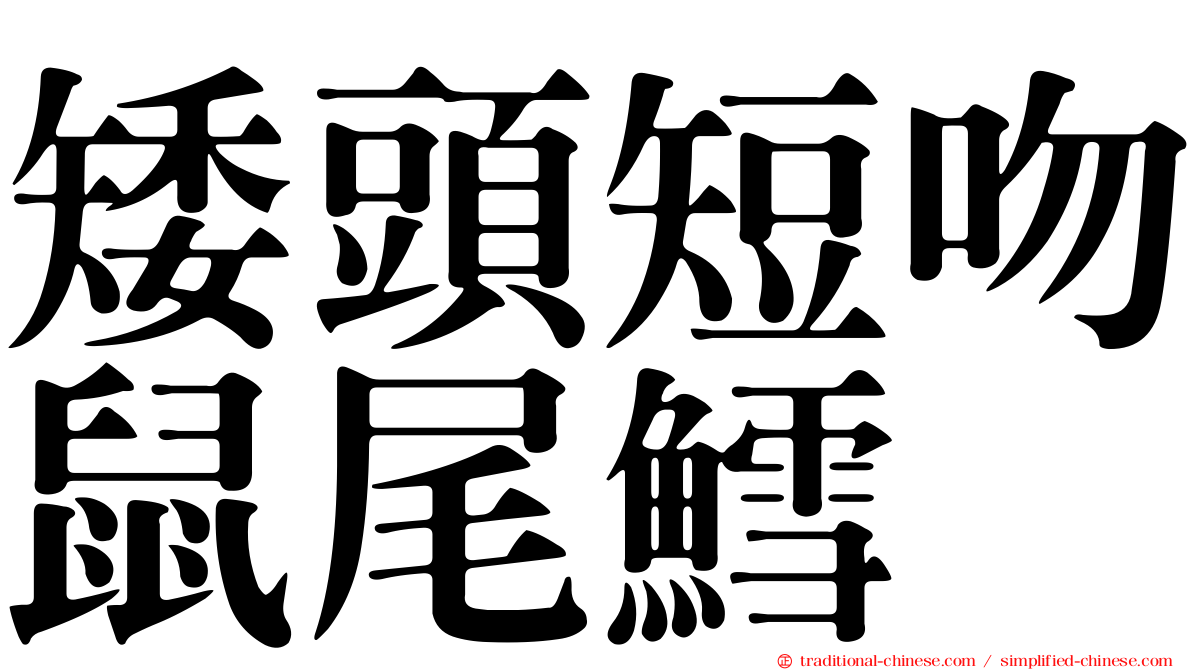 矮頭短吻鼠尾鱈
