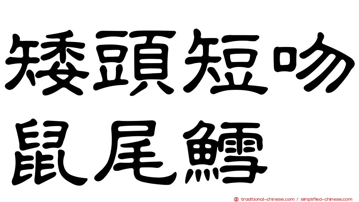 矮頭短吻鼠尾鱈