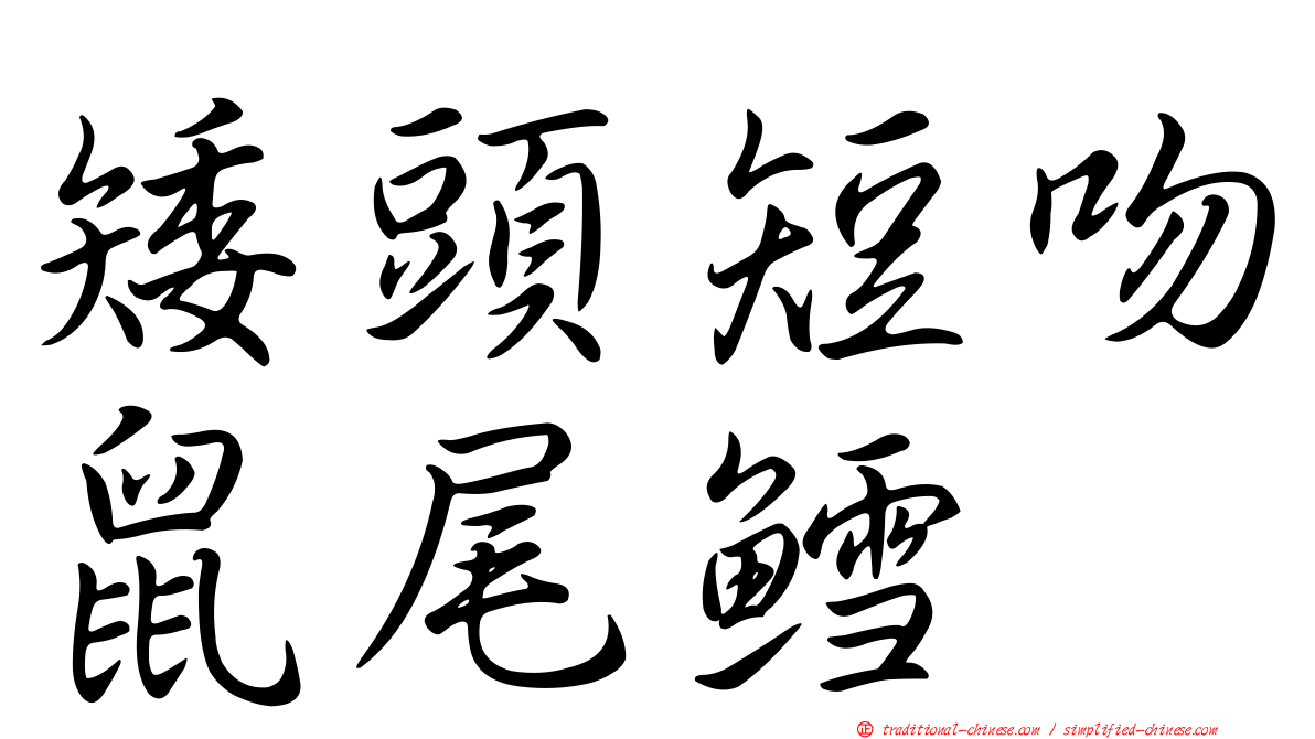 矮頭短吻鼠尾鱈