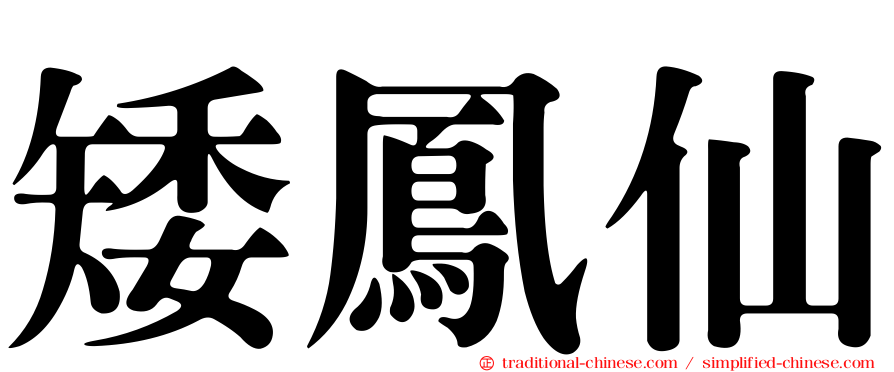 矮鳳仙