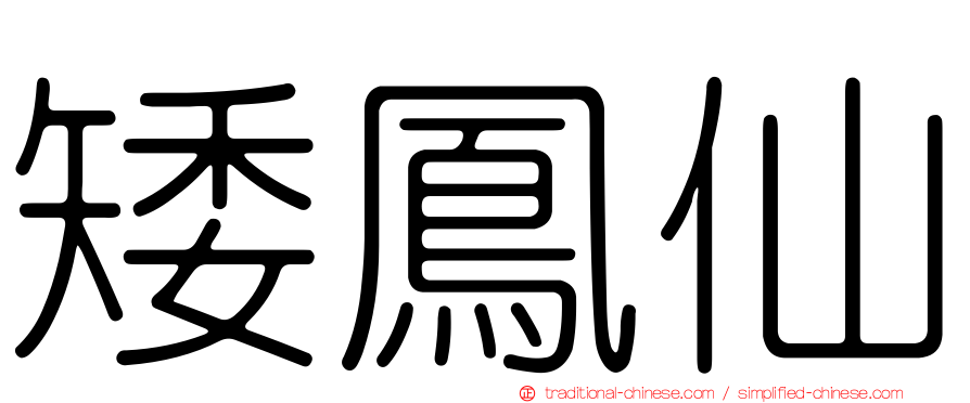 矮鳳仙