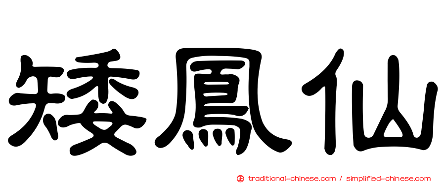 矮鳳仙