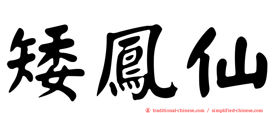矮鳳仙