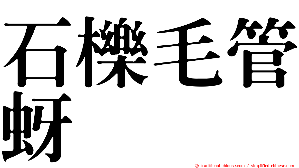 石櫟毛管蚜