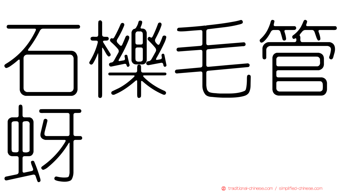 石櫟毛管蚜