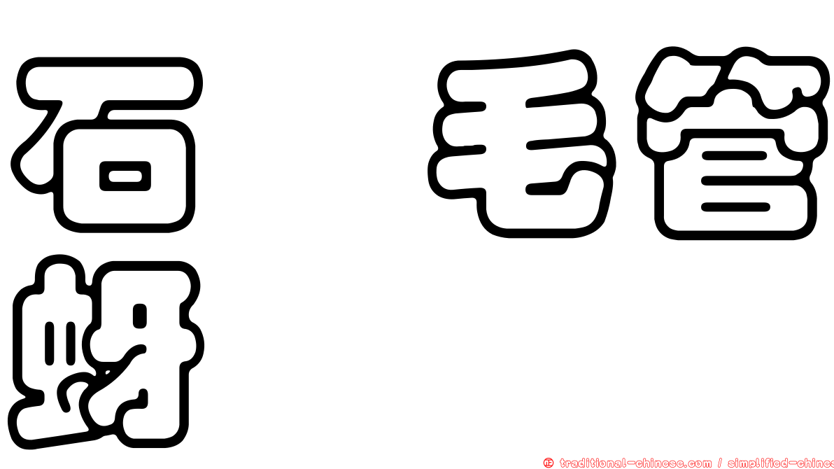 石櫟毛管蚜