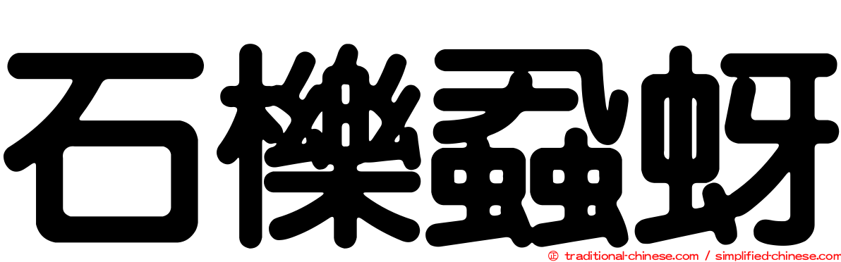 石櫟蝨蚜